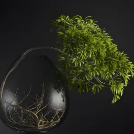 Plants Bonsai
